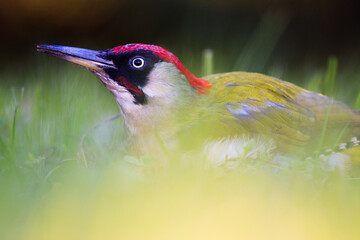 Close-up of a European Green Woodpecker (Picus viridis) resting in the grass, partially hidden by soft foreground vegetation.