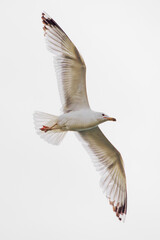 Seagull flying in clear sky at sunny day close up