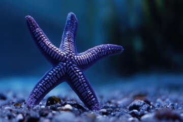 Close-up view of a purple starfish resting on the ocean floor in vibrant underwater surroundings