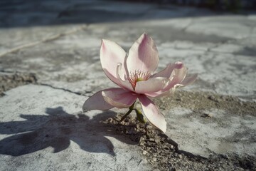 Fototapeta premium Pink flower blooming through concrete in an urban environment showcasing resilience and beauty of nature