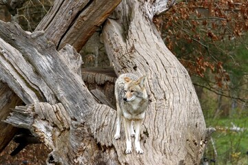 coyote