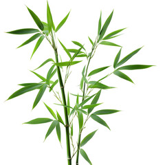 Isolated Bamboo Plant Green Leaves with Transparent Background