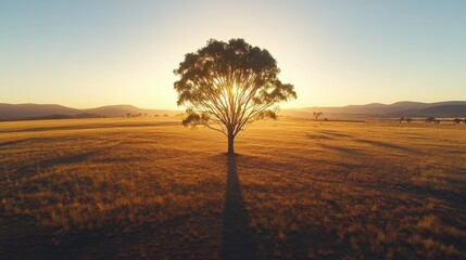 Fototapeta premium Lone Tree Silhouette at Golden Sunset