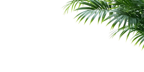 Obraz premium Isolated Green Palm Leaf Foliage Transparent Tropical Background
