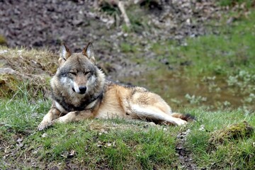 loup