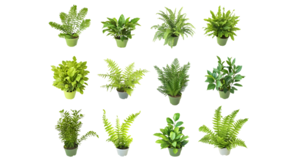 Isolated Plant Illustration Lush Green Ferns and Foliage on Background