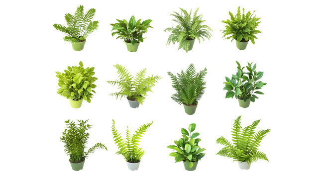 Isolated Plant Illustration Lush Green Ferns and Foliage on Background