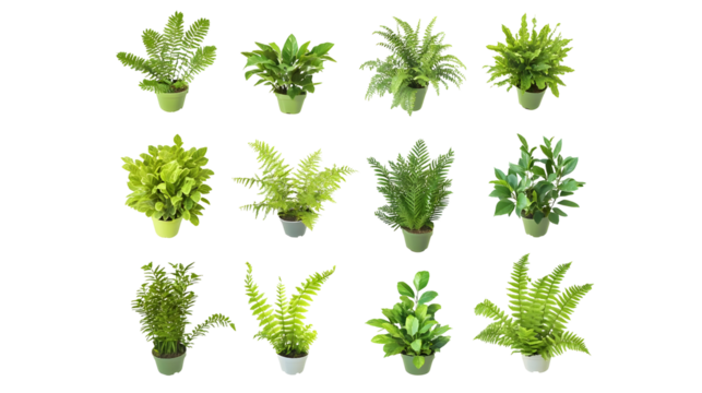 Isolated Plant Illustration Lush Green Ferns and Foliage on Background