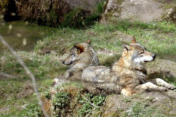 Fototapeta premium loup