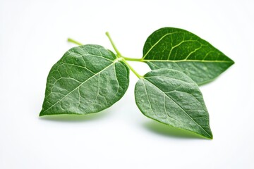 Fototapeta premium Gymnema Sylvestre: Green Leaves Growth in Season. White Background with Food and Vegetable