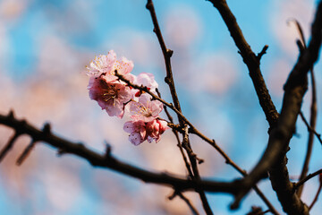 Blooming apricot flowers in sunlight under blue sky in spring