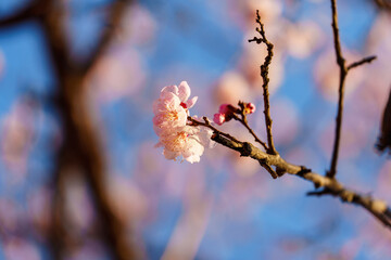 Blooming apricot flowers in sunlight under blue sky in spring