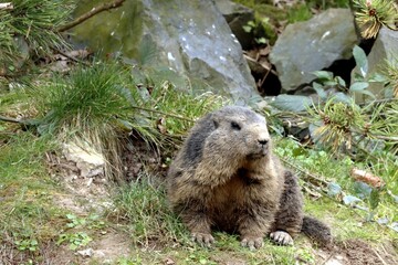 marmotte
