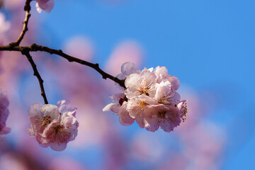 Blooming apricot flowers in sunlight under blue sky in spring