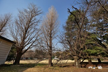樹木のある風景