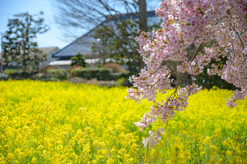 菜の花と桜と民家の風景