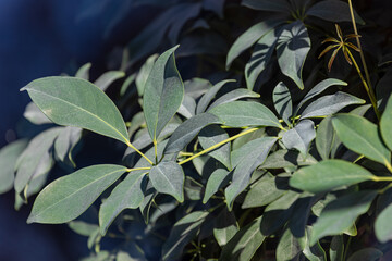 Selective focus of green leaves with light and shadow, Heptapleurum arboricola or common name is dwarf umbrella tree is a flowering plant in the family Araliaceae,, Nature pattern, Greenery background