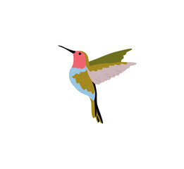 Beautiful humming bird or colibri with spread wings flying. Colored flat vector illustration of tropical hummingbird isolated on white background.
