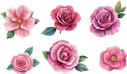 Obraz premium Rose Flower isolated watercolor illustration painting botanical art 