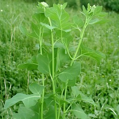 Obraz premium Vibrant Green Plant with Lush Leaves and Buds Botanical Photography
