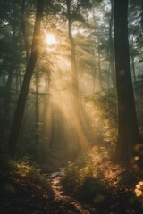 Fototapeta premium A glade in the forest