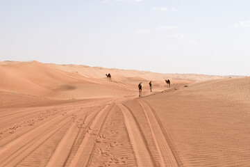 Oman, camel in the desert, Wahiba Sands
