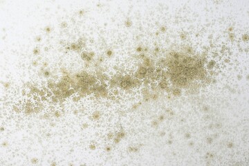 Close-up of Mold on Ceiling. Background texture. 