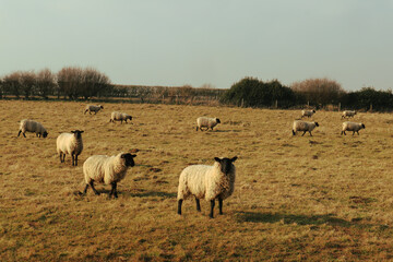 Sheep in the meadow