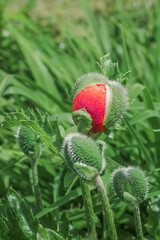The budding poppy