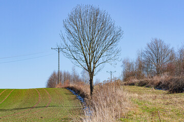  Agricultural Field with Young Crops and a Lone Tree |  Pole uprawne z młodymi uprawami i samotnym drzewem