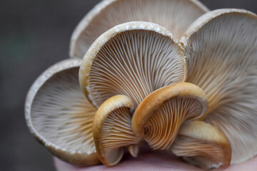 Hats of oyster mushrooms with lamellar texture, viewed from below