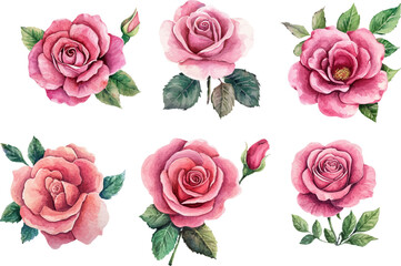Fototapeta premium set of roses vector illustration