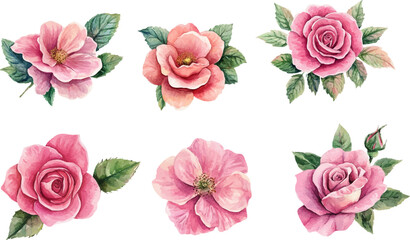 Rose Flower isolated watercolor illustration painting botanical art	