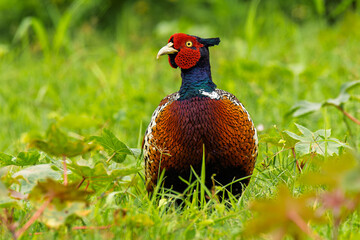 Ring-necked Pheasant male  close-up