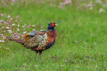 Ring-necked Pheasant male  in a green field