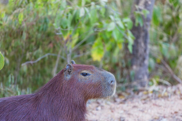Capybara