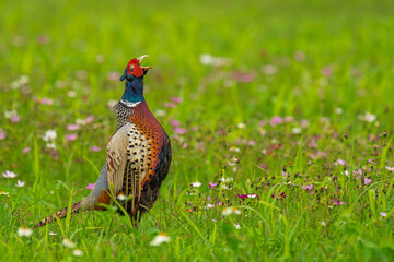 Ring-necked Pheasant male making the call sound