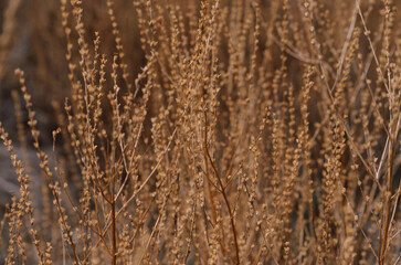 Obraz premium dry yellow grass in the sunlight