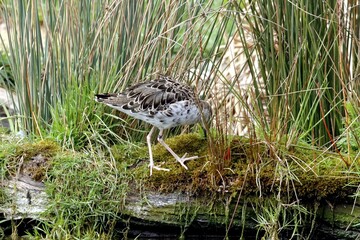 oiseau