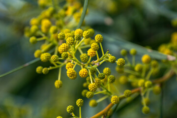 Close up of yellow flowers of Acacia in spring time. March. Mediterranean, Antalya province, Turkey