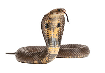 Indian cobra raised hood PNG, front-facing venomous snake isolated on transparent background