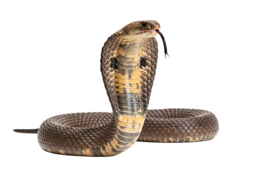 Indian cobra raised hood PNG, front-facing venomous snake isolated on transparent background
