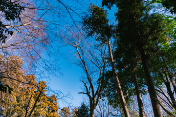 Obraz premium 青空