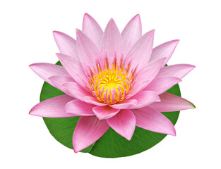 Pink lotus PNG, beautiful flower isolated on transparent background