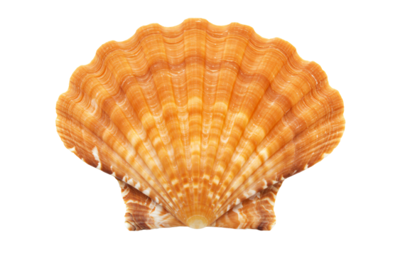 Scallop shell PNG, marine object isolated on transparent background