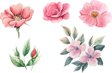 set red rose, beautiful flower on an isolated white background, watercolor vector illustration,	
