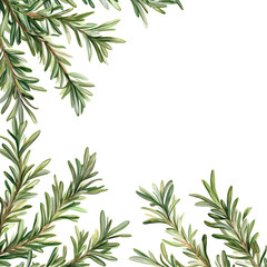 Fototapeta premium Rosemary Sprigs Frame Green Botanical Border