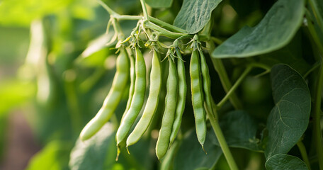 fresh green beans
