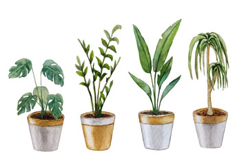 Obraz premium Indoor plants in pots. Watercolor drawing. For your design