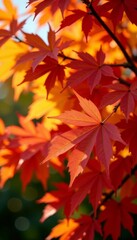 Fototapeta premium Close-up of red, orange, and yellow leaves on tree branches, background, colorful, fall